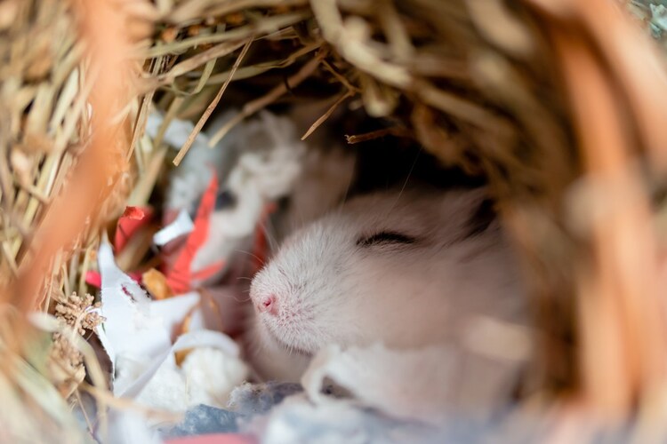 Q.3 餌を食べない時はどうしたらいい?