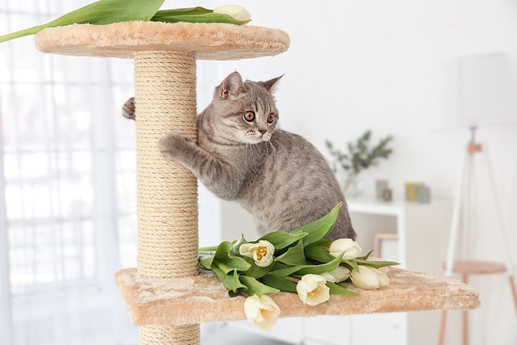 爪とぎ|猫のストレス解消に便利!麻縄ポール付きが最適