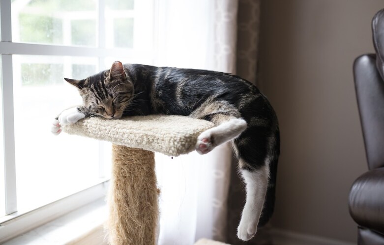 キャットタワーの配置のポイントは?