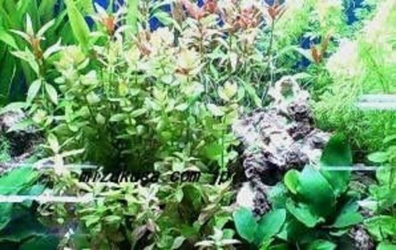 水質環境|熱帯魚が好む水質環境に合った水草を