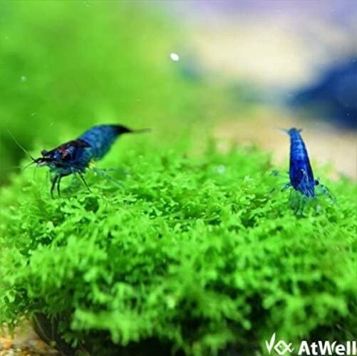 残留農薬処理済の有無|小エビを育てる場合は悪影響が出やすい