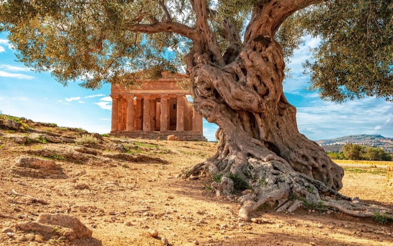 ギリシャ神殿の前のオリーブの木