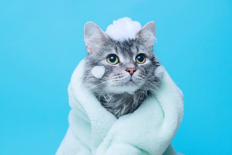 シャンプーが必要なのはどんな猫？