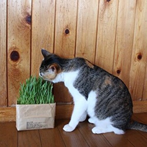 猫草は食べなくても大丈夫?