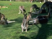 今買いどきなのはどんな外貨？【後編】