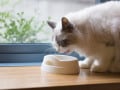 猫に薬を上手に飲ませる方法は？オブラートに包む方法など