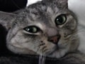 ねこのかわいい撮り方