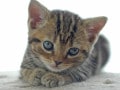 やっぱり「やっぱり猫が好き」が好き!!