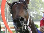 2004年Ｇ１コラム第９弾・宝塚記念　夏のドリームレースに夢はあるか