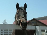 MEMORYコラム　帝王の証明トウカイテイオー