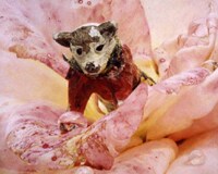 年末年始の美術館開館情報（2008-2009年）