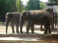 上野動物園の見所