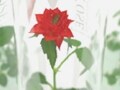 小さくて可愛い癒しのギフト・フィンガーローズ　守ってあげたくなる小さなお花