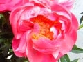 フラワーアレンジに役立つ！花の小事典vol.16　【5月の花】シャクヤク