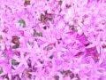フラワーアレンジに役立つ！花の小事典vol.21　【10月の花】弁慶草
