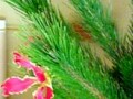 【1月の花】マツ
