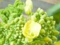 【3月の花】菜の花（ナタネ）