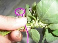 花かんむりの編みはじめ