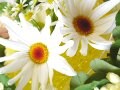 【4月の花】マーガレット