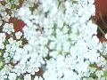 【6月の花】レースフラワー