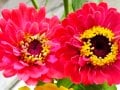 【8月の花】百日草（ジニア）