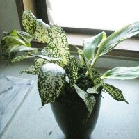 葉物を入れる