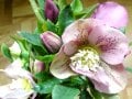 【2月の花】クリスマスローズ