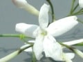 【5月の花】ハゴロモジャスミン