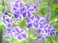 【8月の花】デュランタ