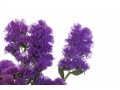 カサカサした紫色の花「スターチス」とは？花言葉や開花時期を解説