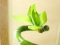 【1月の花】ミリオンバンブー