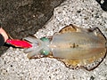 アオリイカをエギングで釣る！