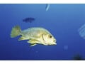 メバル釣りを効果的に！フライフィッシングのやり方