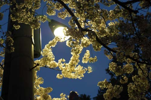 夜桜