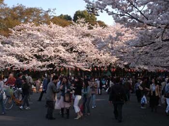 夕刻の桜