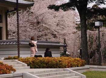 枝垂桜