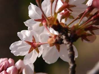 桜バック