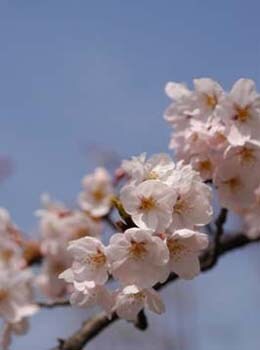 桜アップ