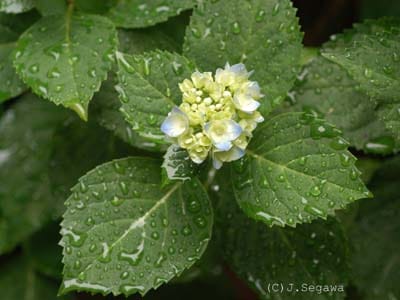 雨に濡れたあじさい