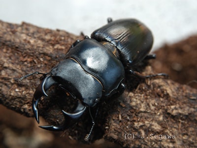 クワガタをかっこよく撮る方法～前編