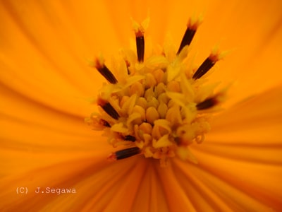 花のクローズアップ