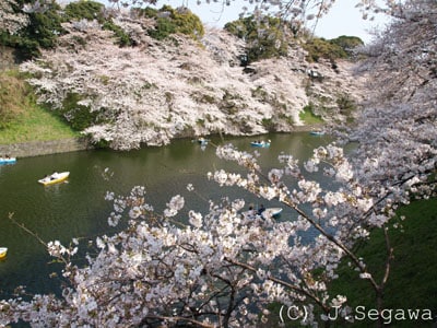 お花見を3倍楽しくする撮影ポイント