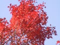 紅葉をめでるトレイルランコース関東厳選5