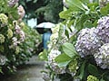 三軒茶屋～下高井戸　雨の世田谷線散歩