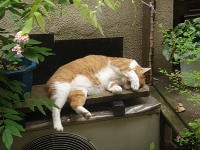 猫の写真を撮りながら谷根千を歩く