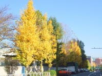 北参道駅から表参道へと街路樹を探して歩く