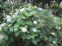 練馬駅から石神井川沿いをずんずん歩く