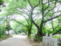 上野から谷中へ彰義隊、敗走の道をたどる