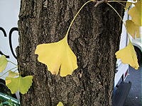 紅葉が見られる都内散歩コース　BEST5