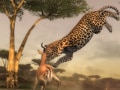 リビングがアフリカのど真ん中になる！